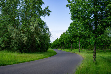 Naklejka premium Winding smooth asphalt road through a lush green park with trees on a sunny summer day.