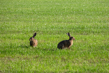 Two hares grazing on a green field on farm © rozaivn