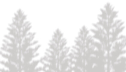 Pine tree forest landscape shadow overlay as isolated on transparent background © Stockphoto