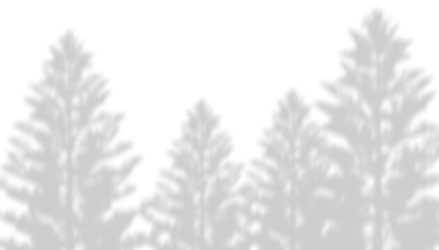 Pine tree forest landscape shadow overlay as isolated on transparent background