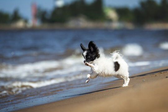papillon puppy playing by the water on a beach