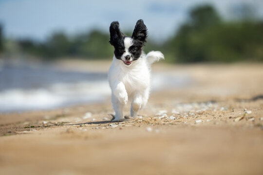 happy papillon puppy runs on a beach in summer
