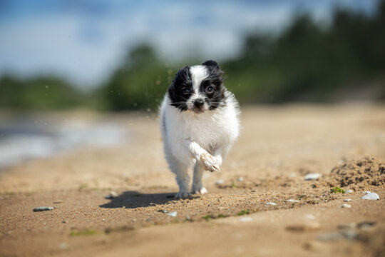 papillon puppy running on a beach in summer