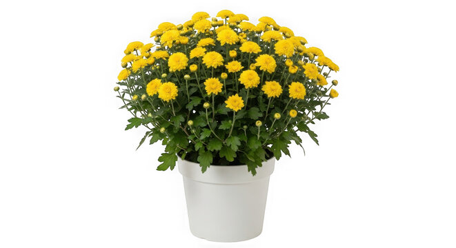 Beautiful yellow chrysanthemum flowers blooming in a white plastic pot isolated on transparent background