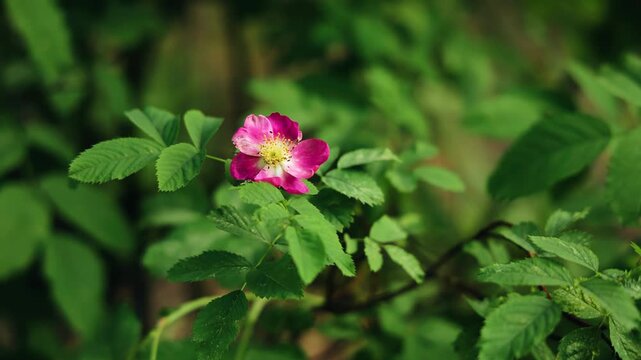 A beautiful red flower on a green bush. The sun's rays illuminate the plants. Close-up shooting