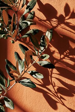Close-up view of olive branches casting dramatic shadows on a vibrant terracotta wall in warm sunlight