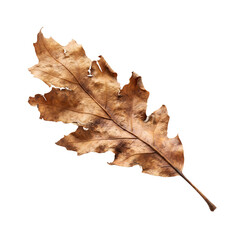Fototapeta premium Realistic dried brown oak leaf isolated on transparent background