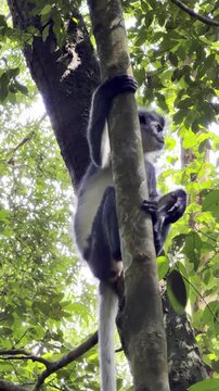 Low angle view of a Thomas langur - Presbytis thomasi - clinging to a vertical tree trunk while carefully scanning the surrounding rainforest for potential threats.