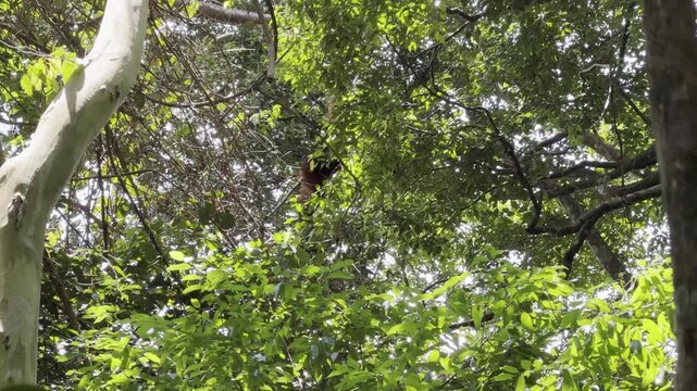 sumatran orangutan, orangutan, pongo abelii, primate, great ape, mammal, wildlife, long arms, immense arms, powerful arms, hidden, concealed, partially visible, fleeting glimpse, moving, climbing, bra