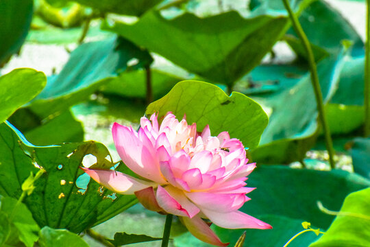 Lotus flower and bee in the morning in nature. Honeybee in Flight to suck Nectar on Pink Lotus flower to make Honey on a sunny day.