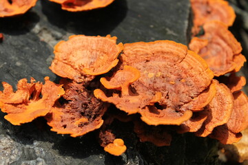 Close up of Orange Bracket Fungus (Pycnoporus sp.) Growing on Decaying Wood. © Cinthya