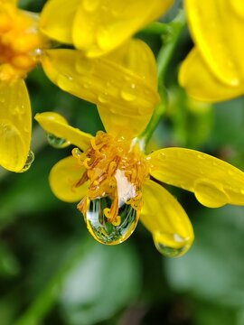   Senecio angulatus. Hiedra del Cabo. Una flor amarilla con gotas de lluvia. 