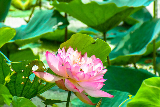 Lotus flower and bee in the morning in nature. Honeybee in Flight to suck Nectar on Pink Lotus flower to make Honey on a sunny day.