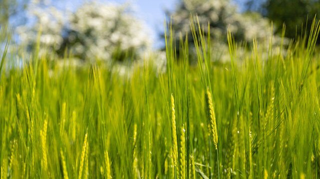Fields of gold - Barley crops in the late summer