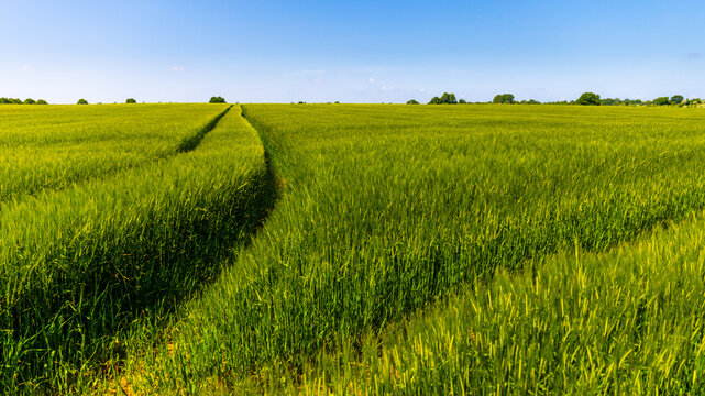 Fields of gold - Barley crops in the late summer