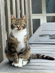 cat © Іра Саборик