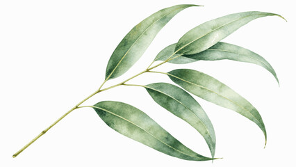eucalyptus leaves isolated watercolor vector illustration svg © Arun168