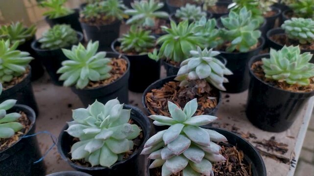 Footage video of small cactus plants lined up on a table