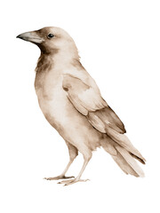 Fototapeta premium Watercolor Beige Crow Bird Isolated
