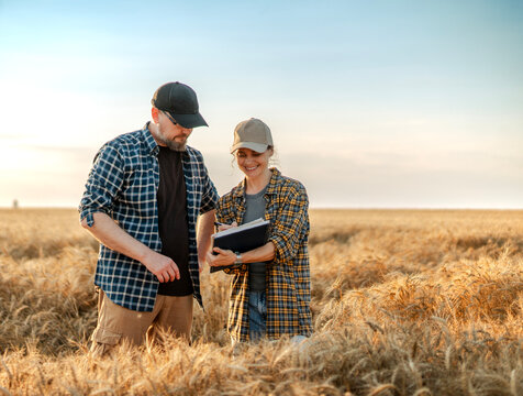 Middle aged farmer father and his young adult daughter examining wheat ears together in a field at sunset