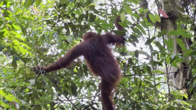 A Sumatran orangutan - Pongo abelii - moves through the canopy and slowly descends, bending a flexible branch beneath its weight as it grips it with its hand.