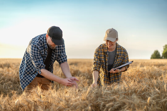 Middle aged farmer father and his young adult daughter examining wheat ears together in a field at sunset