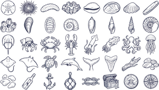 Vintage Ocean Marine Life Sea Shells Nautical Artifacts Hand Drawn Engraving Vector Set