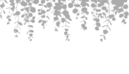 Shadow of eucalyptus leaves hanging isolated on transparent background © Imran