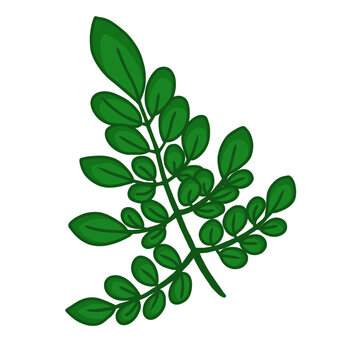 Green moringa leaves branch vector illustration isolated on white background.