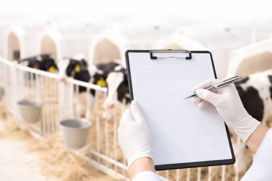 A gloved hand writes on a clipboard, inspecting healthy calves in a modern dairy barn. This emphasizes animal health, welfare, and sustainable livestock management practices.