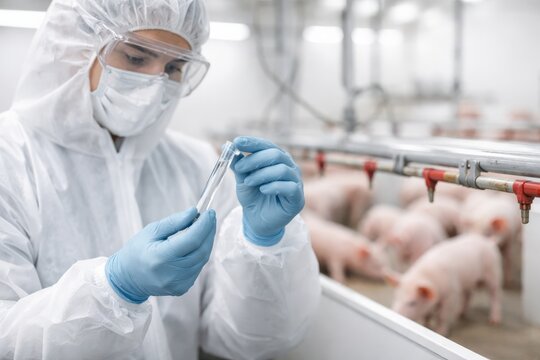 A scientist in protective gear inspects a test tube, monitoring piglet health on a modern farm. This image serves food safety, animal welfare, and sustainable agriculture topics.