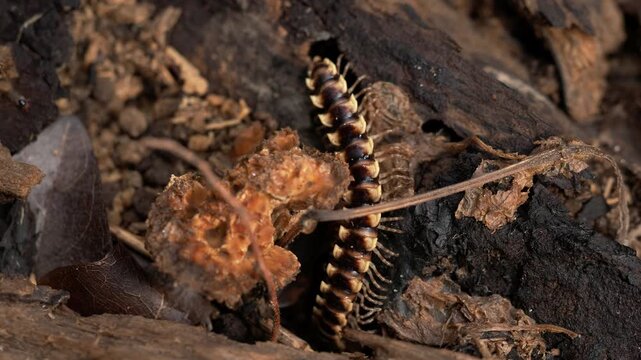 Tropical Millipede Crawling Into Decaying Tree Log