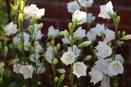 Campanula persicifolia 'White Bells' or bellflower in a garden