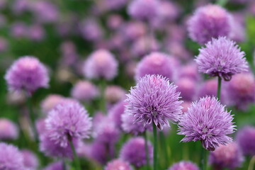 Obraz premium Masses of purple chive flowers in a garden