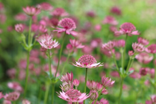 Pink astrantia flowers in a garden