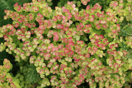Euphorbia cyparissias 'Fens Ruby' or cypress spurge 