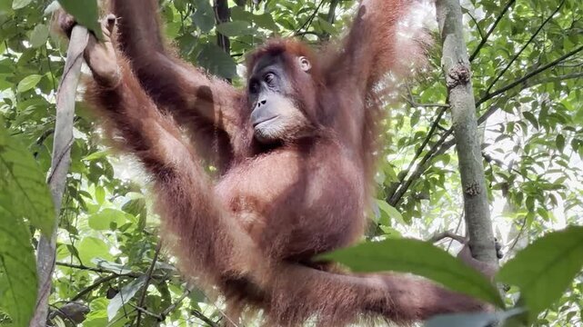 A female Sumatran orangutan - Pongo abelii - grips two trees with all four limbs, looks toward the camera, then calmly turns away and continues on her way.