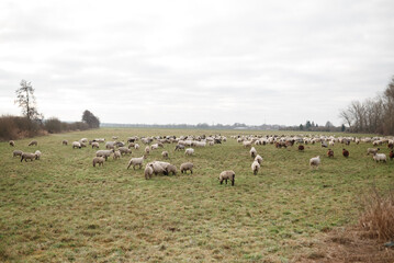 Obraz premium Large flock of sheep grazing on a green pasture in the countryside. Rural farming landscape with livestock and sustainable agriculture.
