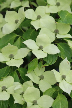 Bracts on a cornus kousa dogwood shrub