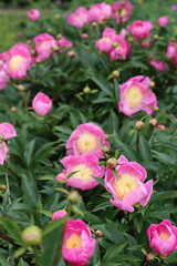 Obraz premium Pink and cream Chinese peony or paeonia lactiflora 'Bowl of Beauty'