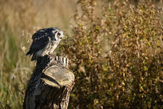 Long eared owl perched among autumn grasses in Leicestershire