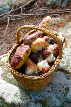Vertical Basket of Porcini Mushrooms in Forest &ndash; Autumn Mushroom Foraging