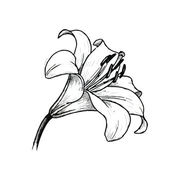 Hand drawn sketch of an easter lily flower on white background