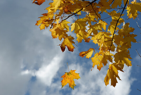 Ahornbl&auml;tter im Herbstwind