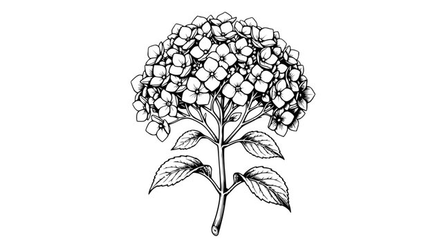 Hand-drawn Hydrangea Flower Illustration, Botanical Sketch