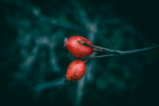 A close up of bright red rosehips on a meadow
