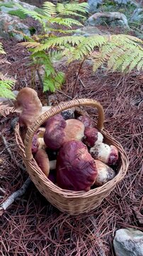 Vertical Basket of Porcini Mushrooms in Forest &ndash; Autumn Mushroom Foraging