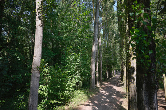 all&eacute;e de peuplier