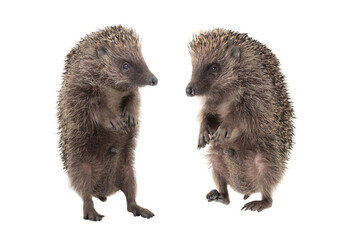 Two hedgehogs standing on hind legs isolated on white background © fotomaster