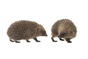 Two hedgehogs walking isolated on a solid white background. © fotomaster